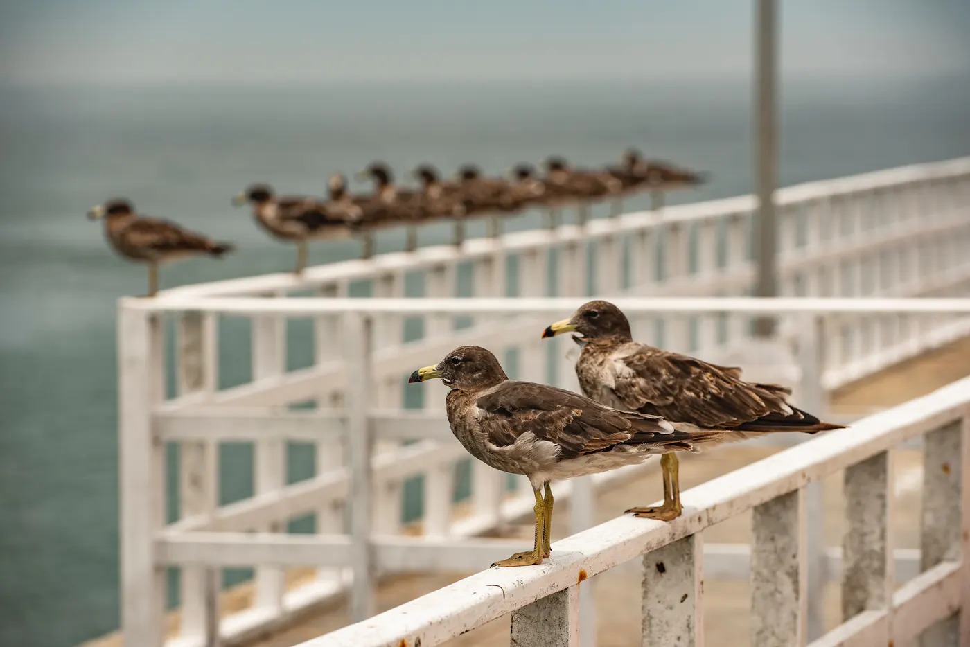 Möwen sitzen auf einem weißen Geländer am Meer